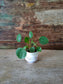 Vasettino Piccino Picciò in Ceramica Dipinto a Mano "Piccola Foresta"