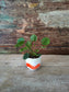 Vasettino Piccino Picciò in Ceramica Dipinto a Mano "Piccola Foresta"